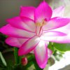 Schlumbergera_bridgessii