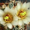Sclerocactus_parviflorus