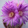 Stenocactus_ochotorenaus_Rosasianus