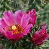 cylindropuntia