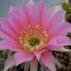 echinopsis_formosa