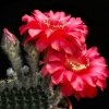 echinopsis_hot_lips