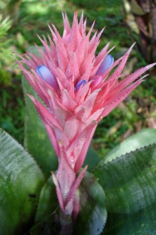 Aechmea_fasciata