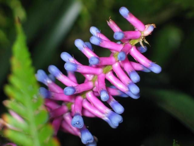 Aechmea_gamosepala