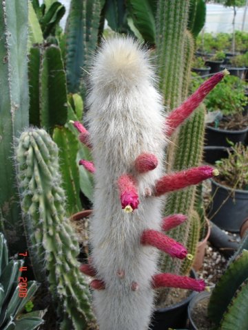Cleistocactus