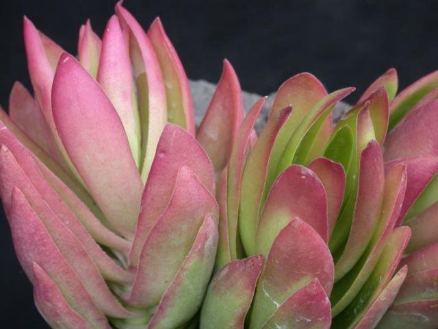 Crassula_1