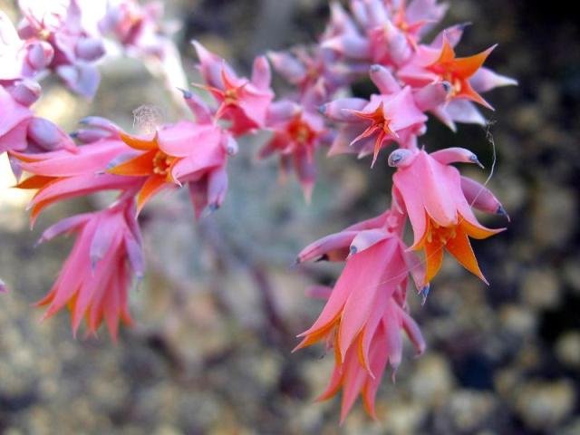 Echeveria_4