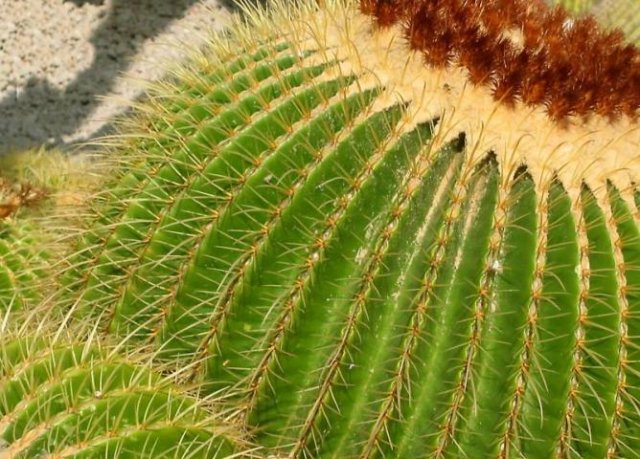 Echinocactus_grusonii_1