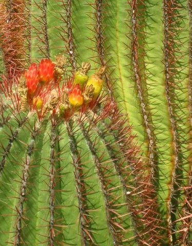 Echinocactus_grusonii_2