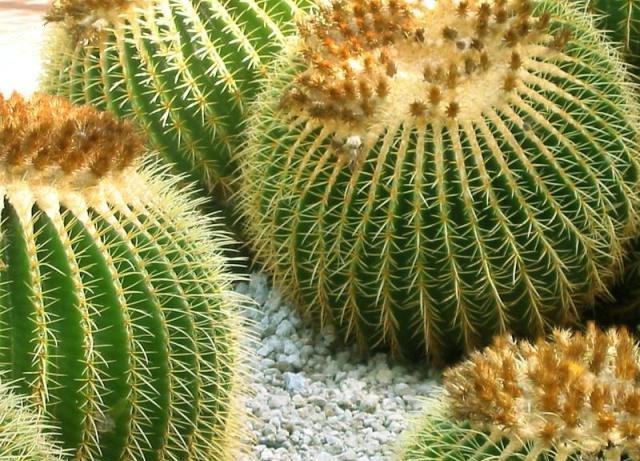 Echinocactus_grussonii