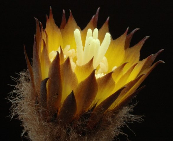 Lobivia_famatimensis