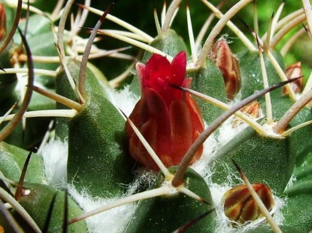 Mammilaria_2