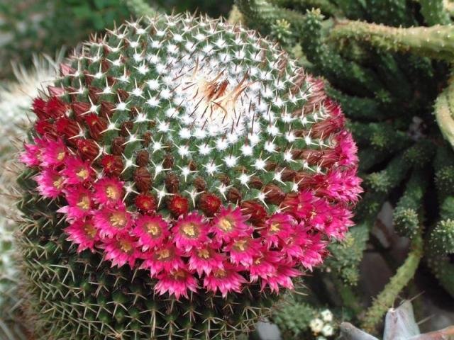 Mammilaria_3