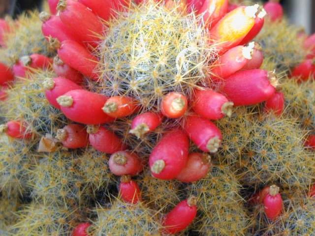 Mammillaria_prolifera_1