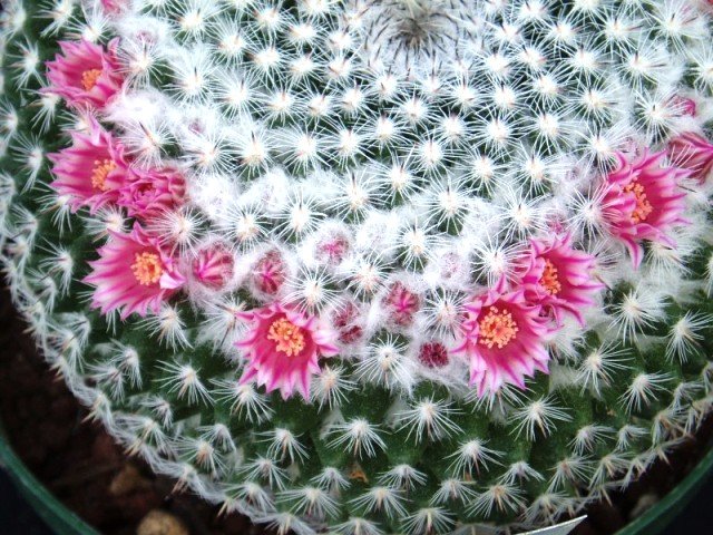 Mammillaria_pseudoperbella_2