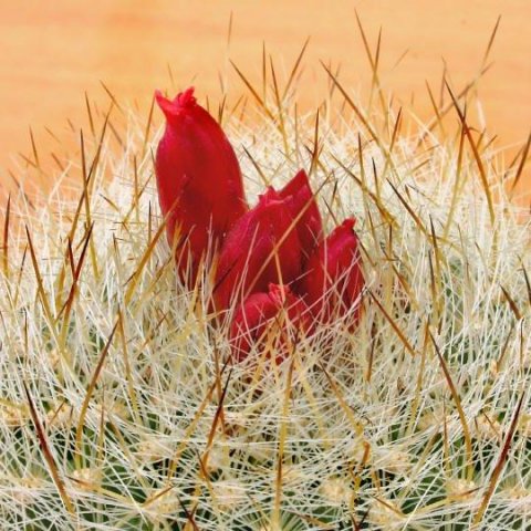 Matucana_haynei_v_perplexa