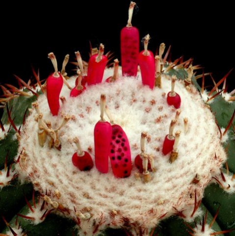 Melocactus_disciformis