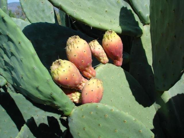 Opuntia