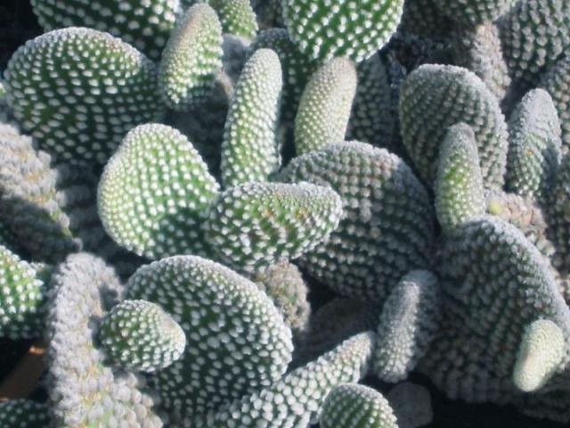 Opuntia_microdasys
