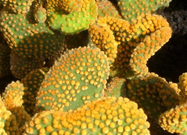 Opuntia_microdasys_1