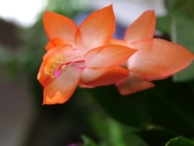 Schlumbergera