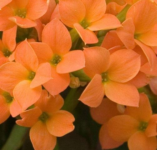 kalanchoe