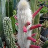 Cleistocactus