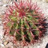 Echinocactus_grussonii_6