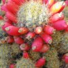 Mammillaria_prolifera_1