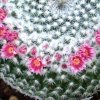 Mammillaria_pseudoperbella_2