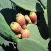 Opuntia