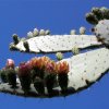 Opuntia_1