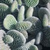 Opuntia_microdasys