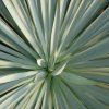 Yucca
