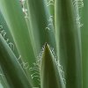 Yucca_1