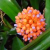 aechmea_miniata_bicolor