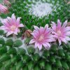 mammillaria_bachmannii