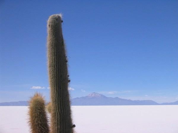 8132-Cakky-the-Cactus-0