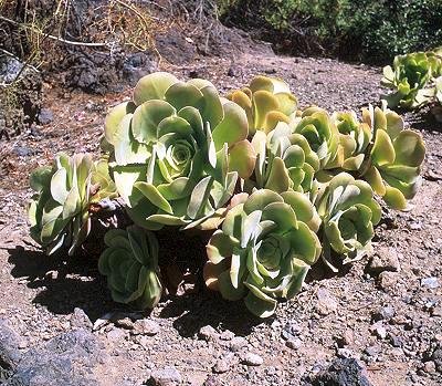 Aeonium_canariense