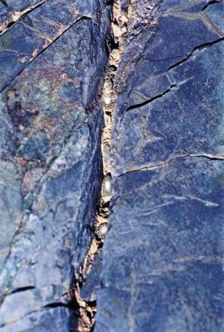 Blossfeldia_liliputiana