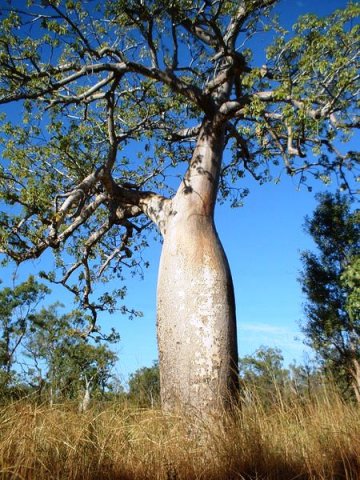 Bombaceae_Adansonia_gregorii