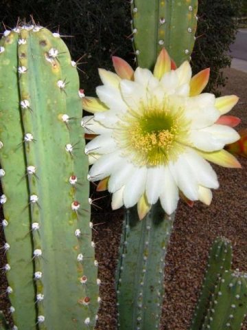 Cereus_2