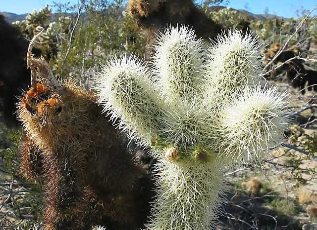 Cholla
