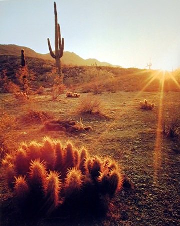 Cholla_+_Carnegia_gigantea