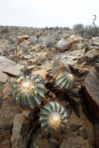 Copiapoa_calderana