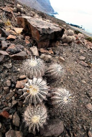 Copiapoa_cinerea_v_albispi