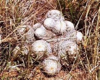 Coryphantha_vivipara