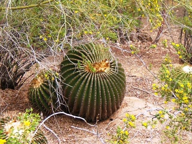 Echinocactus