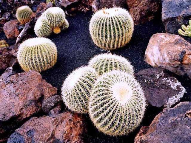Echinocactus_grussonii