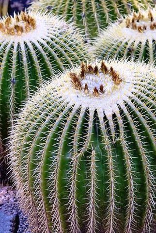 Echinocactus_grussonii_3